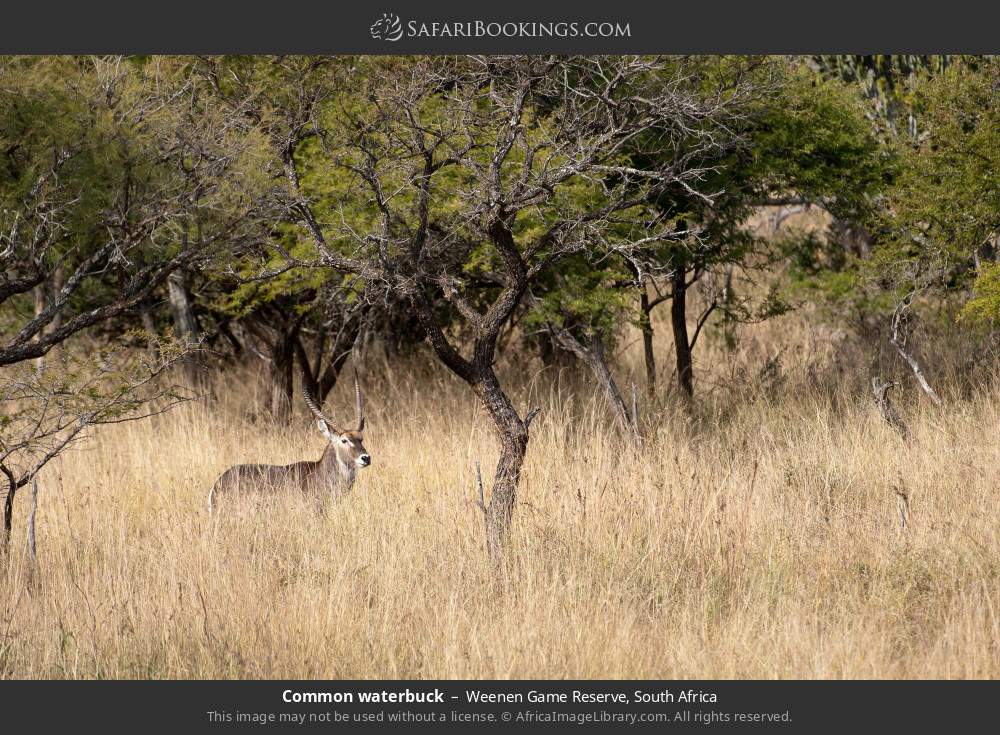 Common waterbuck in Weenen Game Reserve, South Africa