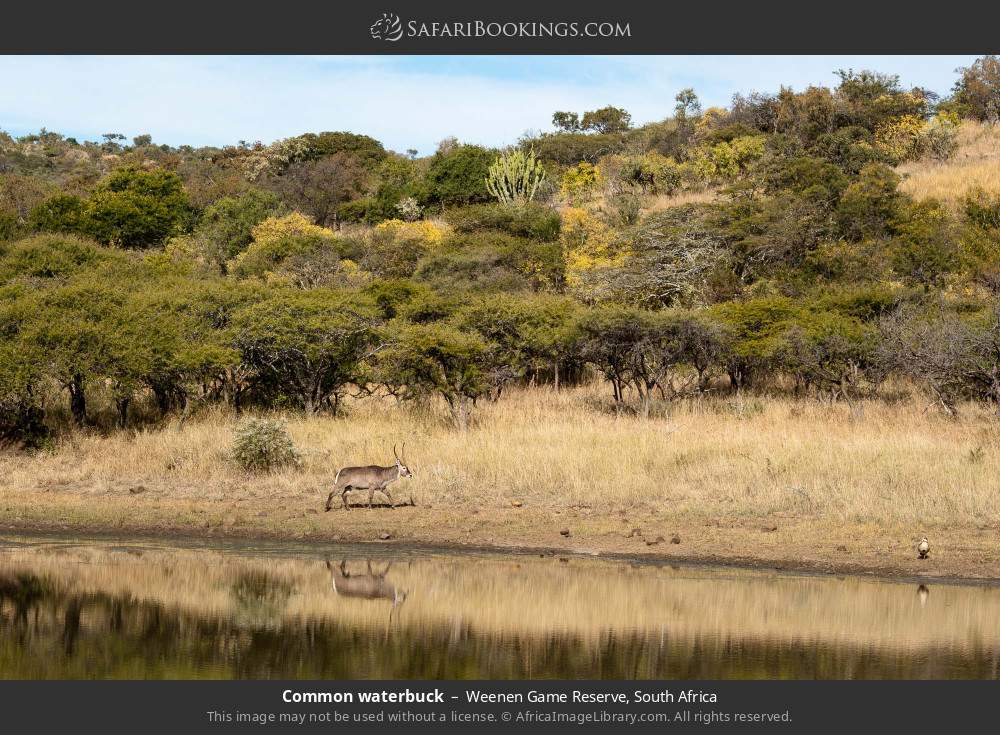 Common waterbuck in Weenen Game Reserve, South Africa