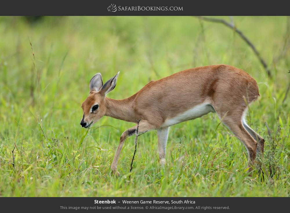 Steenbok in Weenen Game Reserve, South Africa