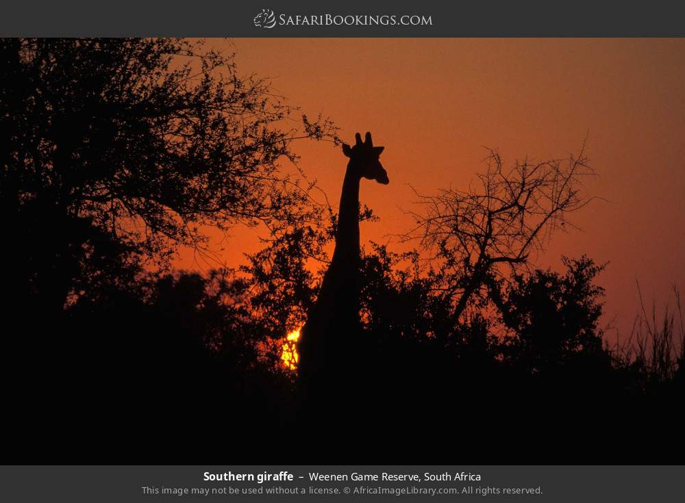 Southern giraffe in Weenen Game Reserve, South Africa