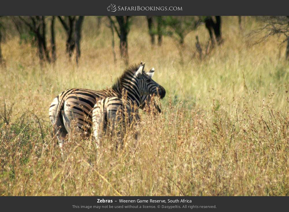 Zebras in Weenen Game Reserve, South Africa