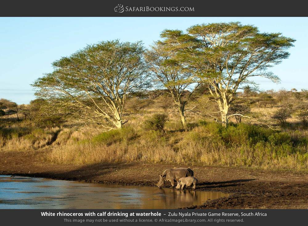 White rhinoceros with calf drinking at waterhole in Zulu Nyala Private Game Reserve, South Africa