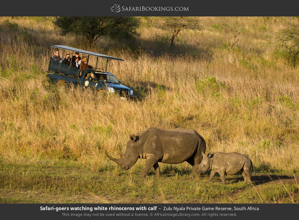 Safari-goers watching white rhinoceros with calf in Zulu Nyala Private Game Reserve, South Africa