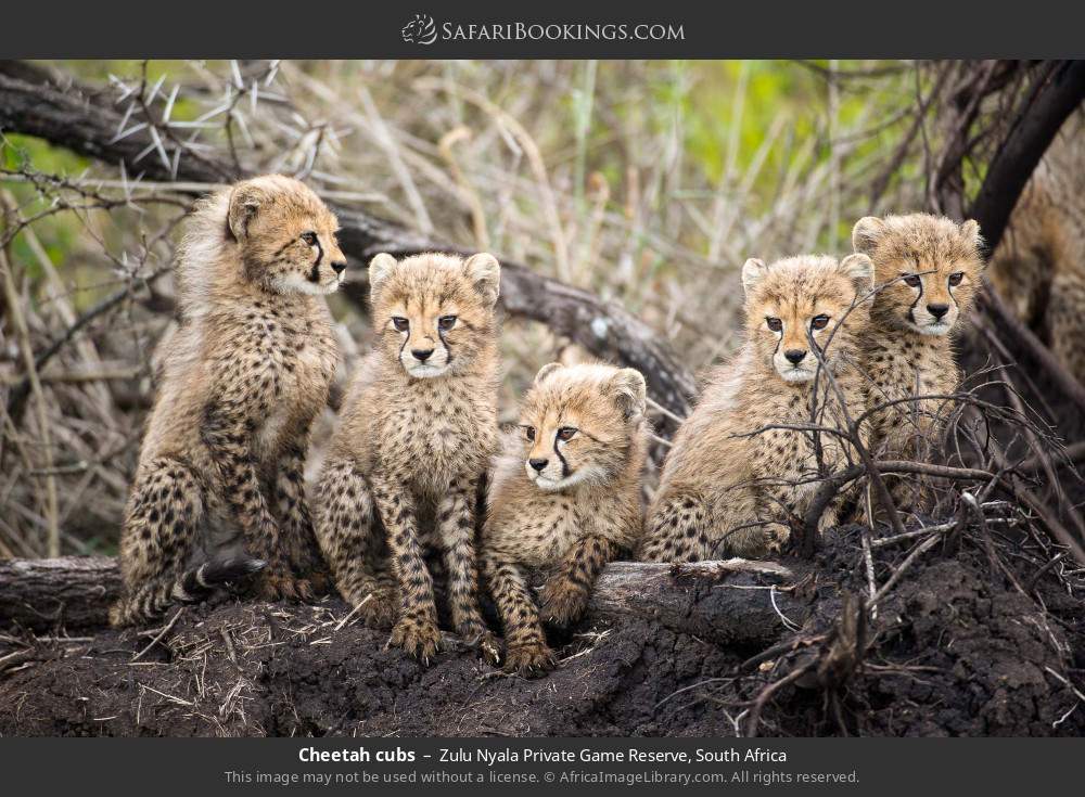 Cheetah cubs in Zulu Nyala Private Game Reserve, South Africa