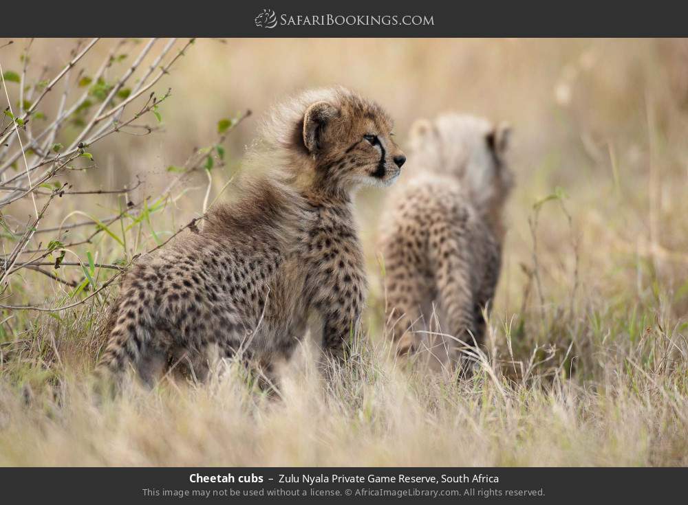 Cheetah cubs in Zulu Nyala Private Game Reserve, South Africa
