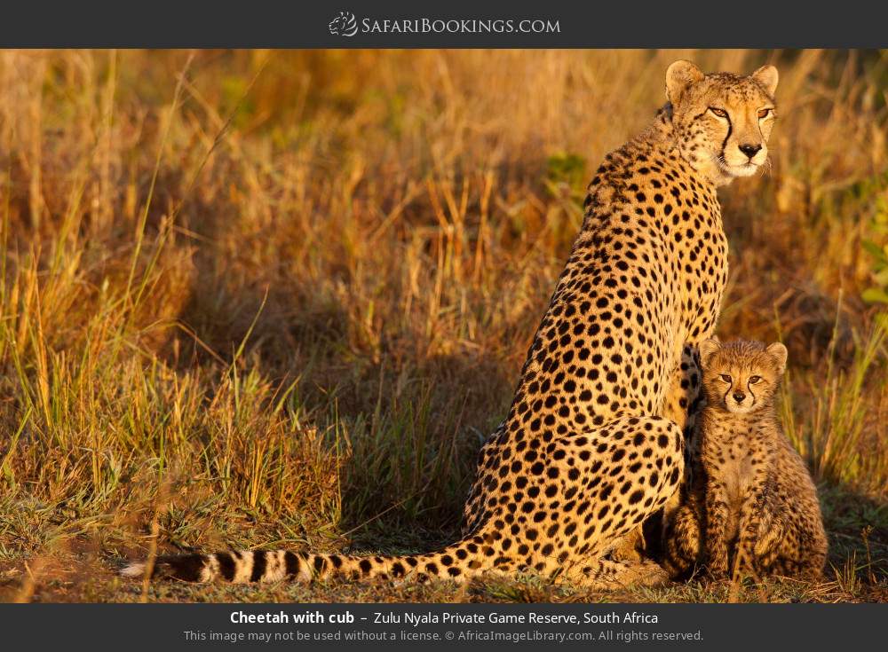 Cheetah with cub in Zulu Nyala Private Game Reserve, South Africa