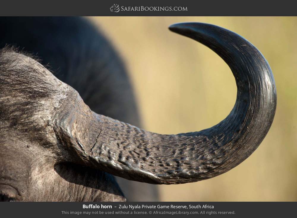 Buffalo horn in Zulu Nyala Private Game Reserve, South Africa