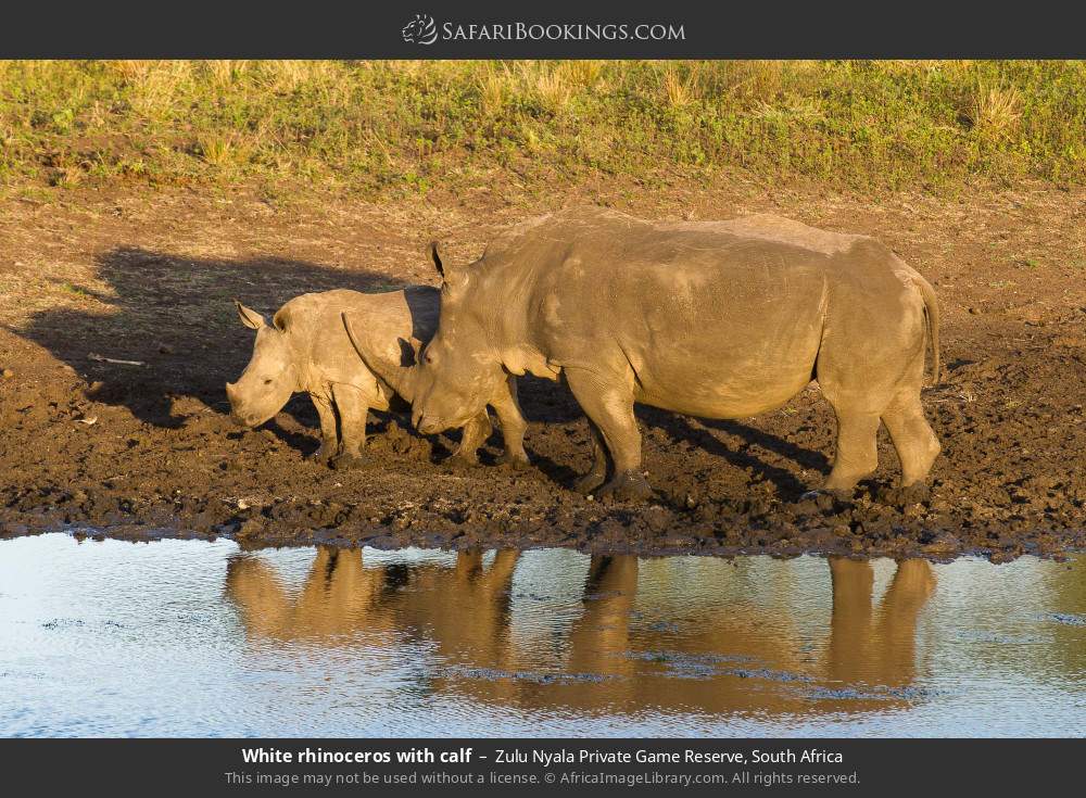White rhinoceros with calf in Zulu Nyala Private Game Reserve, South Africa
