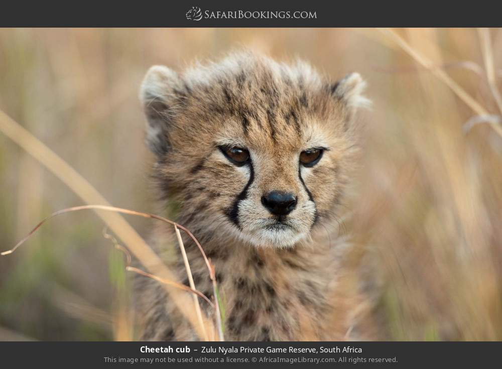 Cheetah cub in Zulu Nyala Private Game Reserve, South Africa