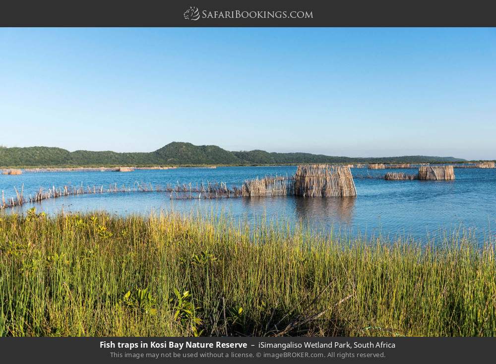 Fish traps in Kosi Bay Nature Reserve in iSimangaliso Wetland Park, South Africa