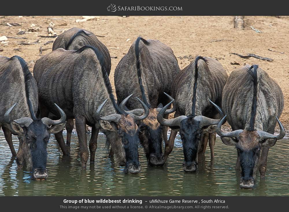 Group of blue wildebeest drinking in uMkhuze Game Reserve, South Africa