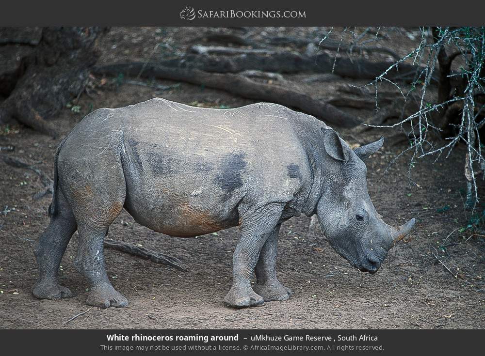 White rhinoceros in uMkhuze Game Reserve, South Africa