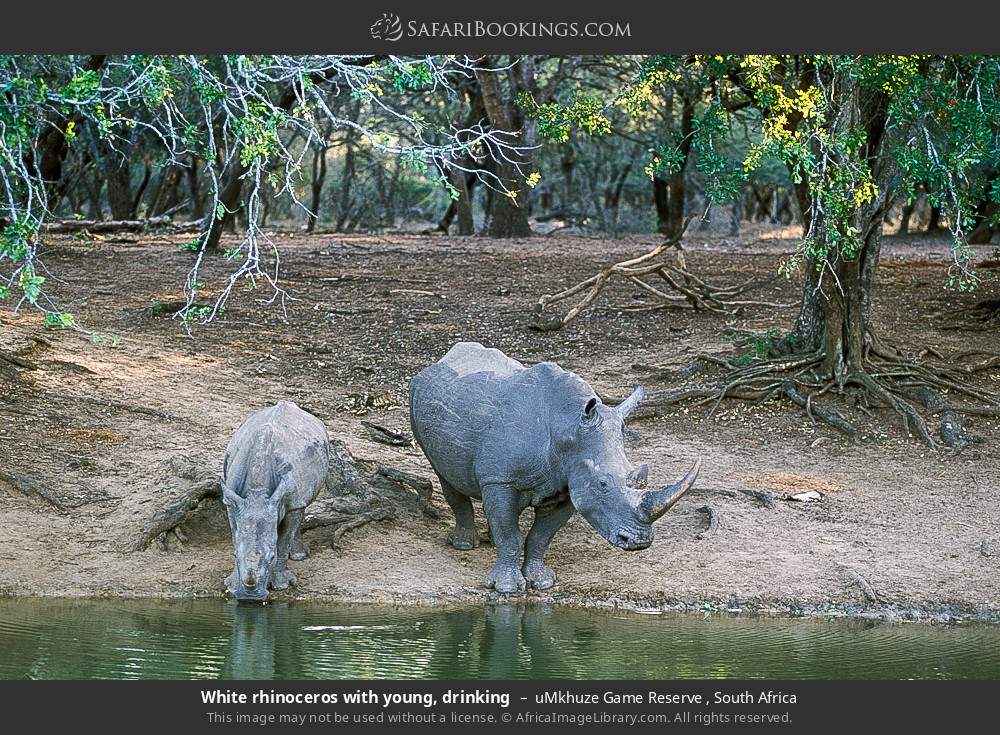 White rhinoceros with young at the water's edge in uMkhuze Game Reserve, South Africa