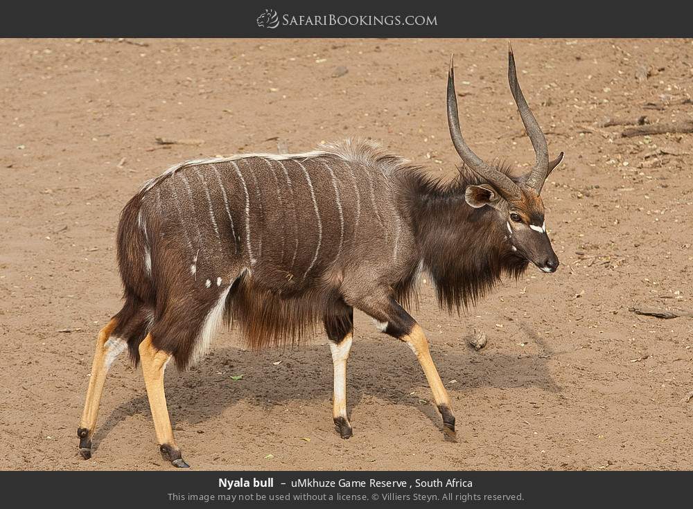 Nyala bull in uMkhuze Game Reserve, South Africa