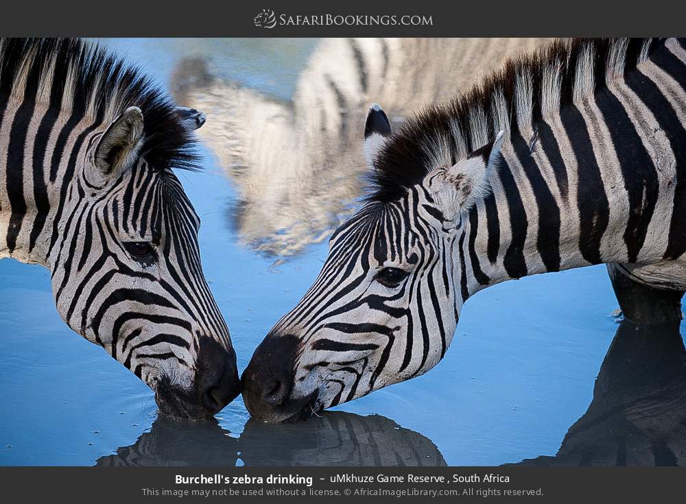 Plains zebras at a waterhole in uMkhuze Game Reserve, South Africa