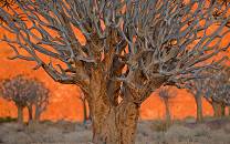 |Ai-|Ais/Richtersveld Transfrontier Park