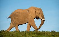 Amakhala Game Reserve