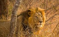 Greater Makalali Private Game Reserve