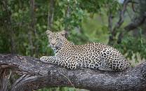 Lion Sands Game Reserve
