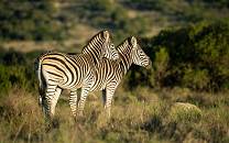 Pumba Private Game Reserve