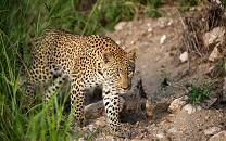 Sabi Sabi Private Game Reserve