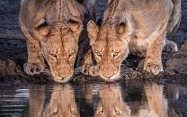Sabi Sand Nature Reserve