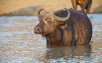 Thornybush Game Reserve