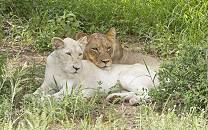 Timbavati Nature Reserve