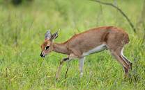 Weenen Game Reserve