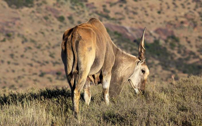 Open Photos