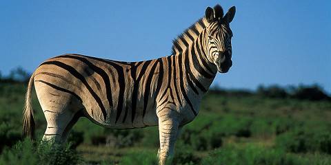 4-Day Greater Kruger Safari with Mohlabetsi Safari Lodge