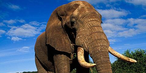 5-Day Kruger Park Camping Safari