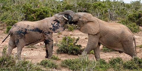 4-Day Budget Kruger Big Five Safari from Johannesburg