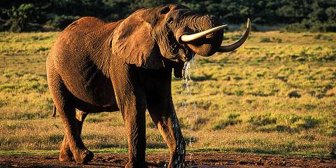 6-Day Private Kruger Camping Safari