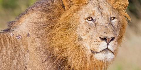 Sabi Sand Safari with Elephant Plains