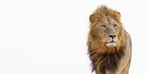 5-Day Big Five Safari in Thornybush Game Reserve
