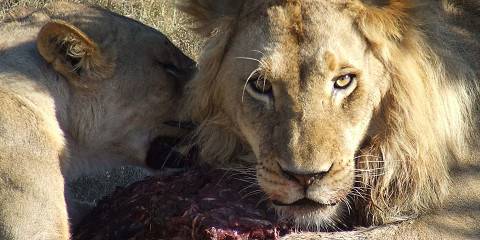 Safari and Wine Tour – Cape Town