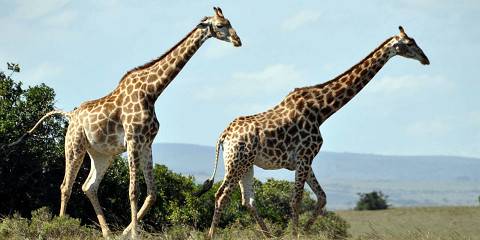 4-Day Greater Kruger Safari with Sausage Tree Camp