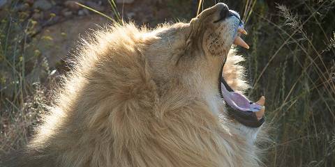 Luxury Kruger & Private Game Reserve Experience Sf