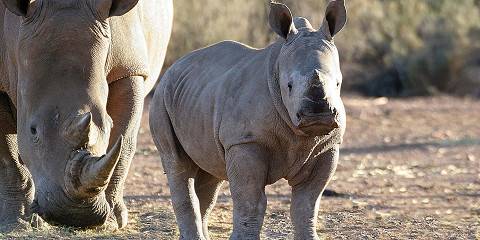 5-Day Luxury Safari in Kruger Park South Africa