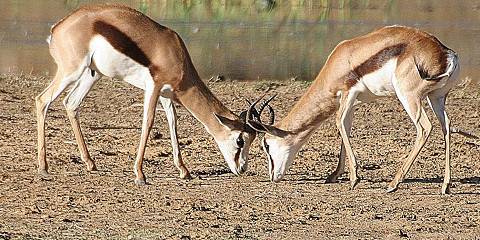 Pilanesberg Safari Luxury
