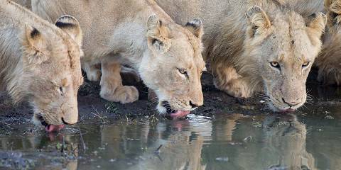 Kruger Park and Blyde River Canyon Safari