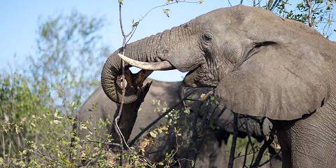 Kruger Safari and Panorama from Cape Town