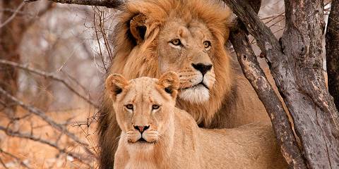 4-Day Kruger, River Under Your Balcony 24/7 & 6 Drives