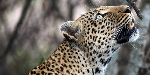 Private Kruger and Panorama Family Safari