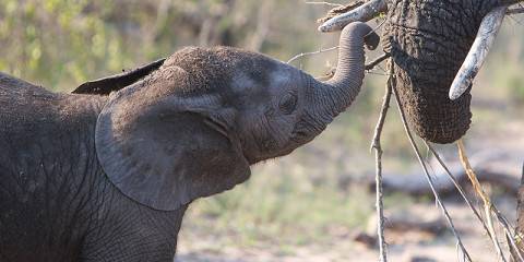 3-Day Kruger Safari in an Eloquent En-Suite Tented Camp