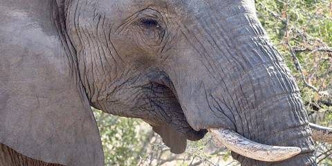 3-Day Safari at Langa Langa Safari Camp Southern Kruger