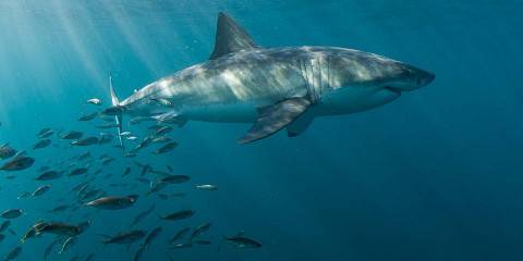 ½-Day Simon's Town Shark Cage Diving