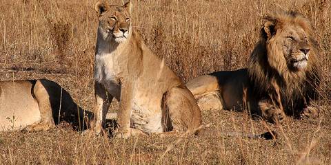 From Livingstone-Hwange National Park-Small Group