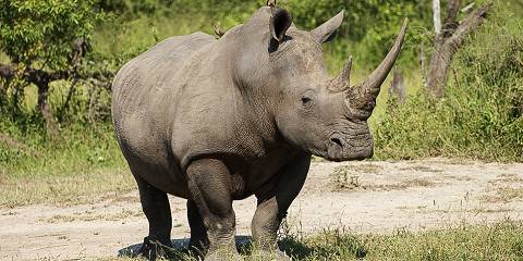 5-Day Greater Kruger Luxury Lodge, Panorama Route Safari